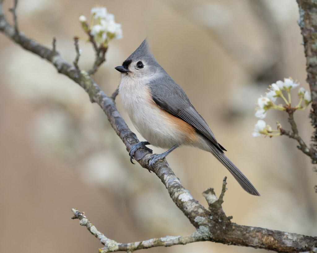Tufted titmouse